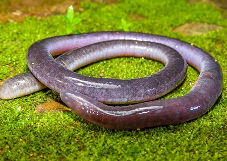 caecilia subnigricans