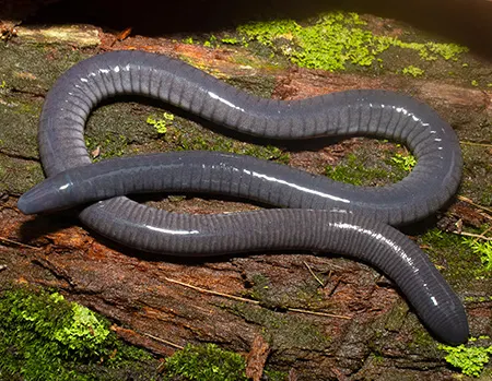 caecilia tentaculata