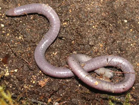 rotaphatrema bornmuelleri