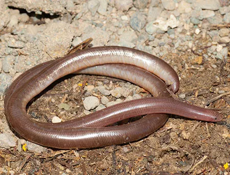cubatyphlops perimychus