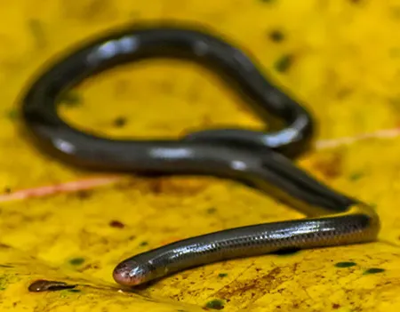 cyclotyphlops deharvengi