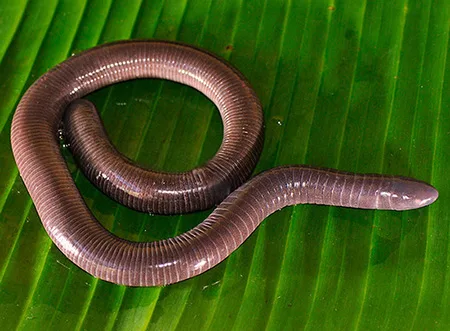 dermophis costaricense