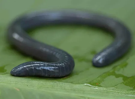 dermophis glandulosus