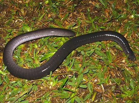 dermophis gracilior