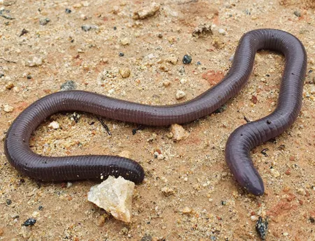 dermophis oaxacae