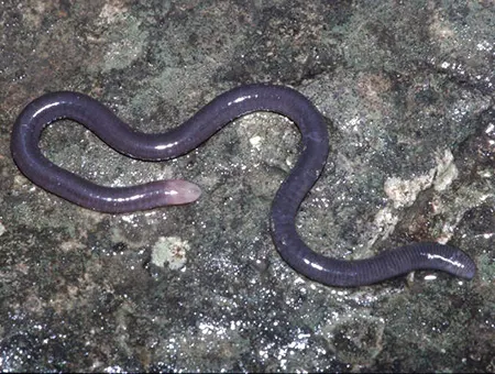 dermophis occidentalis