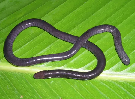 dermophis parviceps