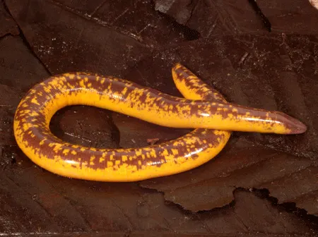 Beaked Caecilians