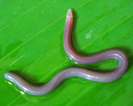 gegeneophis carnosus