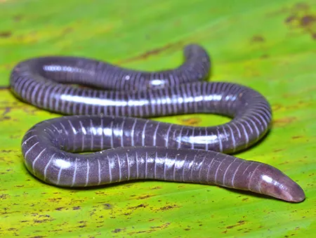gegeneophis danieli