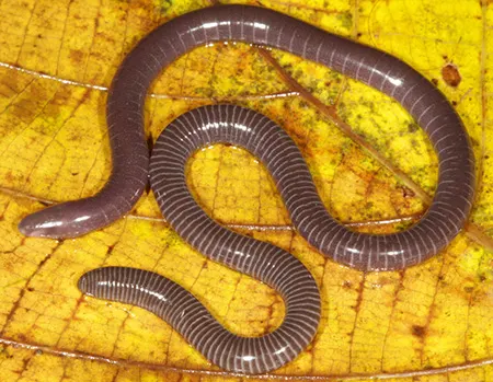 gegeneophis goaensis