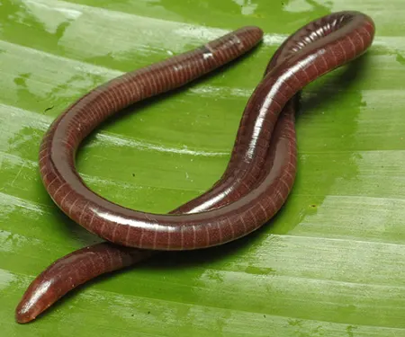 gegeneophis mhadeiensis