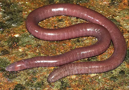 gegeneophis orientalis