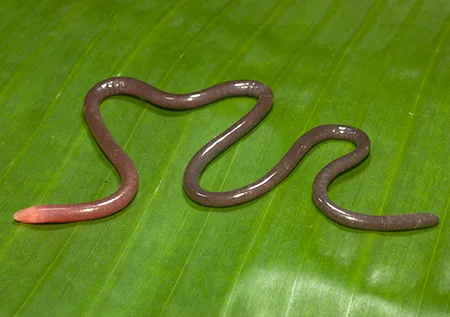 gegeneophis pareshi