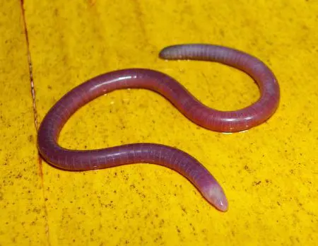 gegeneophis primus