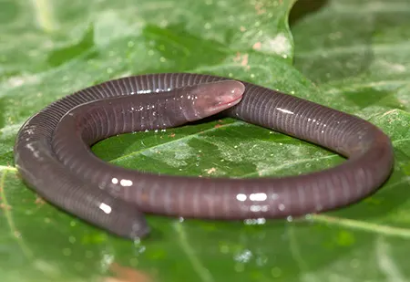 gegeneophis seshachari