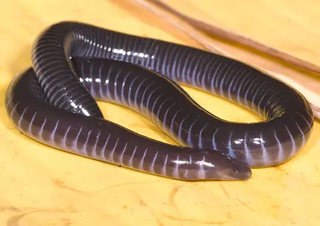 geotrypetes seraphini