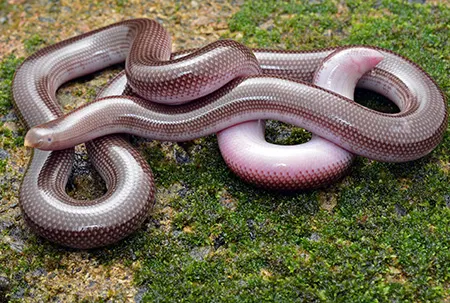 grypotyphlops acutus