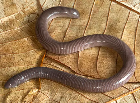 gymnopis multiplicata