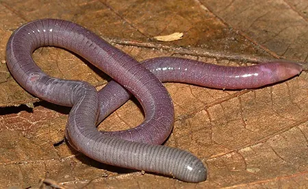 herpele squalostoma