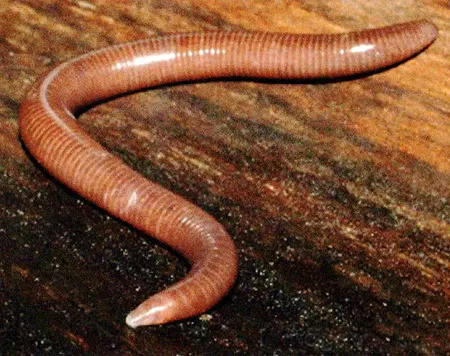 hypogeophis brevis