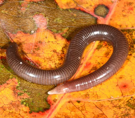 hypogeophis pti
