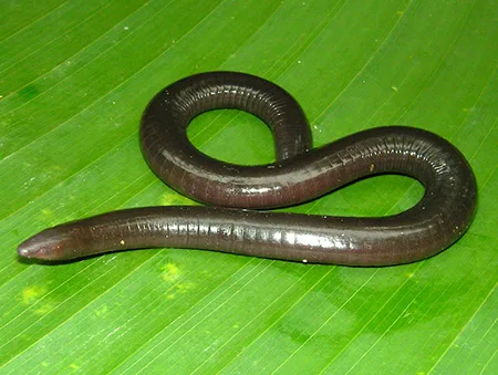 hypogeophis rostratus