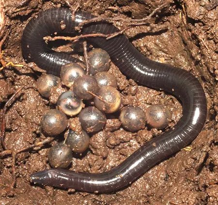 hypogeophis sechellensis