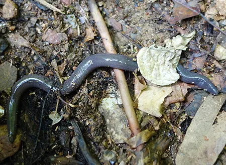 ichthyophis acuminatus