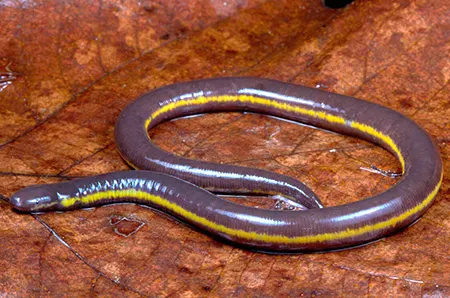 ichthyophis asplenius
