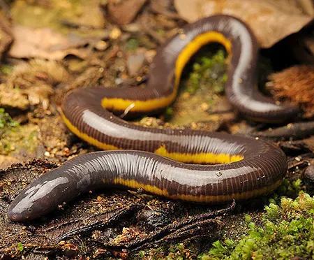 ichthyophis atricollaris
