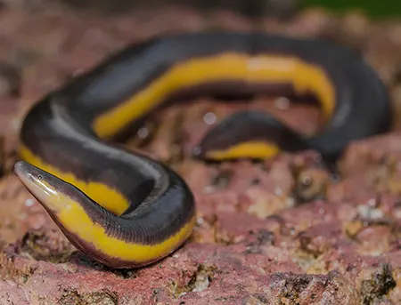ichthyophis beddomei