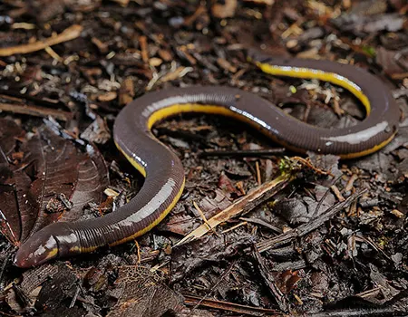 ichthyophis biangularis
