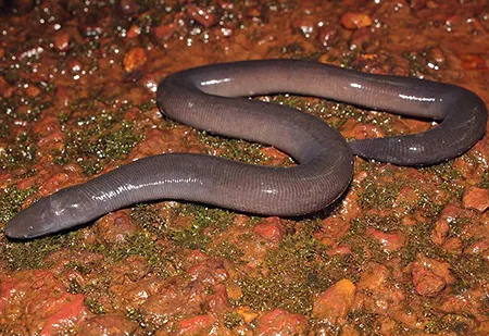 ichthyophis bombayensis