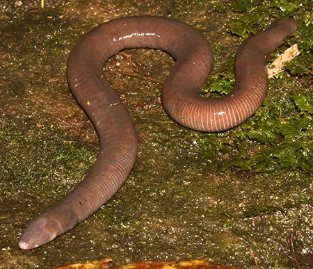 ichthyophis cardamomensi
