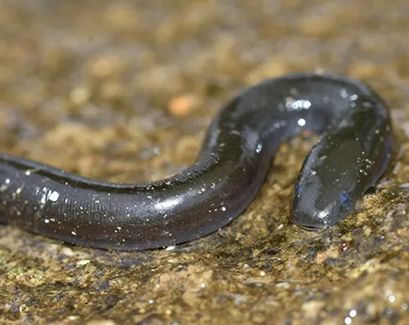 ichthyophis catlocensis