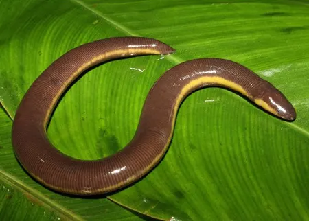 ichthyophis davidi