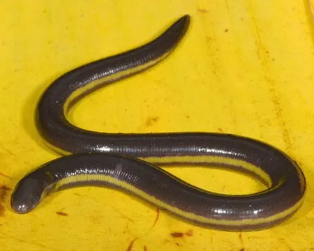 ichthyophis elongatus