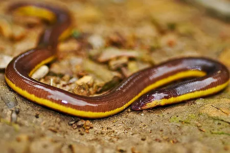 ichthyophis garoensis