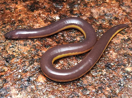 ichthyophis glutinosus