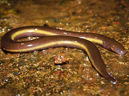 ichthyophis hypocyaneus