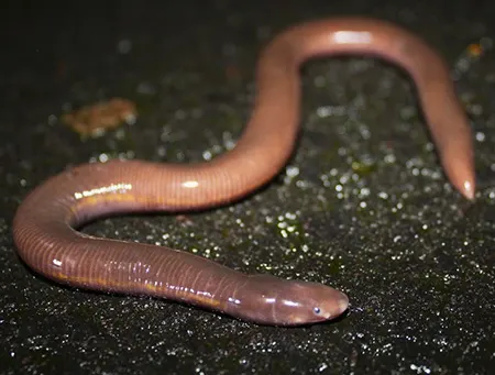 ichthyophis javanicus