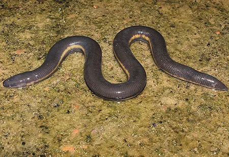 ichthyophis khumhzi