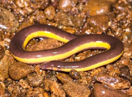 ichthyophis kodaguensis