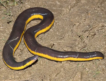 ichthyophis kohtaoensis