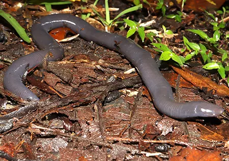 ichthyophis lakimi