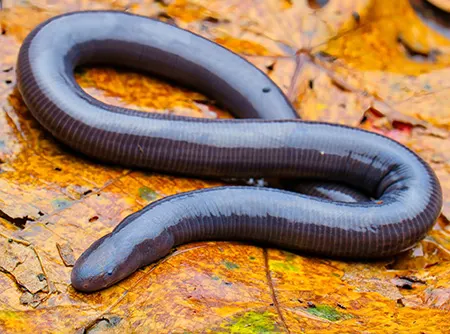 ichthyophis larutensis