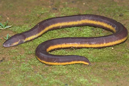 ichthyophis longicephalus