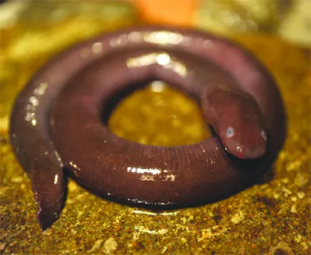 ichthyophis mindanaoensis