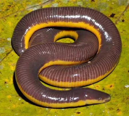 ichthyophis moustakius